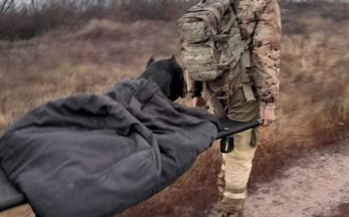 Пес-разведчик отгрыз себе лапу и сбежал от боевиков на Донбассе