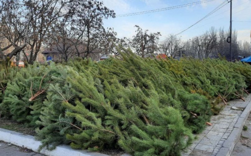 В Мариуполе открываются елочные базары. Сколько стоит новогодняя лесная красавица?