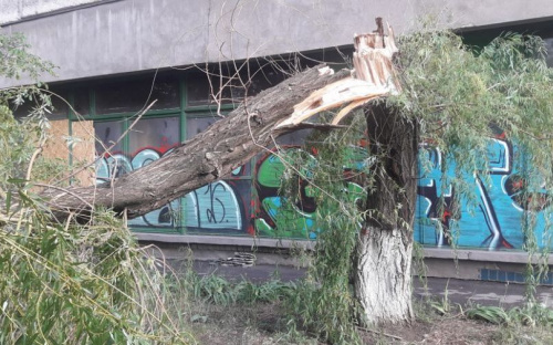 В Мариуполе шквальный ветер повалил старое дерево (ФОТОФАКТ)