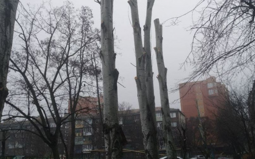 На мариупольском проспекте обрезали кроны деревьев, оставив одни стволы (ФОТОФАКТ)