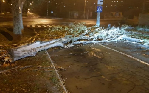 Штормовой ветер свалил большое дерево на дорогу в Мариуполе