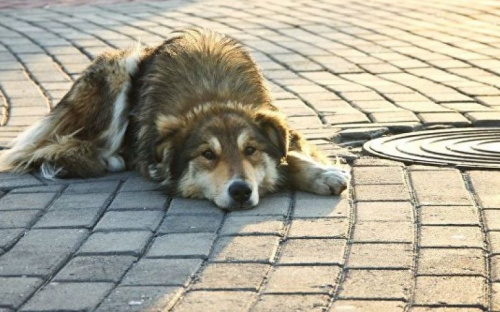 Бродячие собаки Мариуполя проходят трехуровневое тестирование на агрессию к человеку
