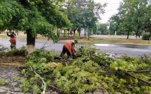 В Мариуполе ветер повредил шесть деревьев