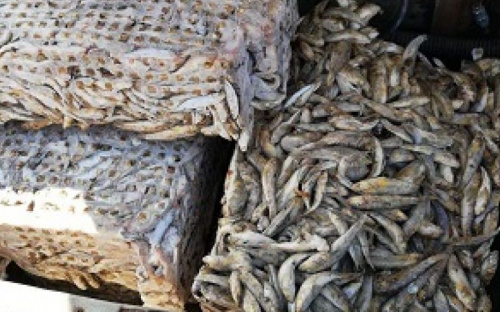 За выходные мариупольские браконьеры наловили рыбы на 46 тысяч (ФОТО)