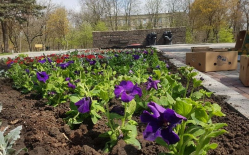 Мариуполь расцветает: городские парки и скверы украшают однолетники