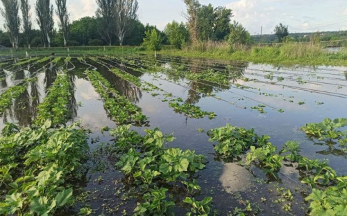 Потоп уничтожил урожай и домашних животных: мариупольцы просят о помощи