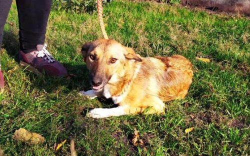 В Мариуполе жестоко надругались над собакой (18+)