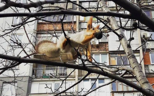 В Мариуполе упитанные белки «обносят» орехи