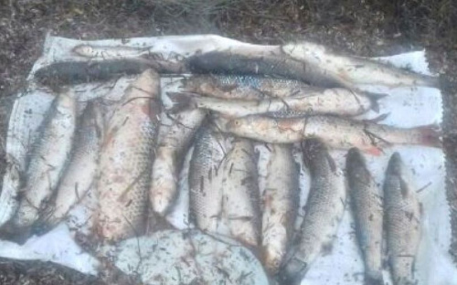 В Мариуполе браконьер поймал краснокнижную рыбу и нанес убытки почти на 28 тысяч гривен
