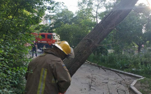 В Мариуполе аварийное дерево нависло над тротуаром: прибыли спасатели (ФОТО)