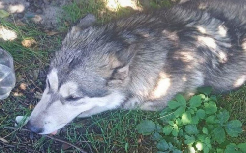 В Мариуполе неизвестный на автомобиле наехал на хаски