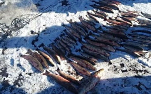 На реке в Мариуполе поймали браконьера с уловом на 42 тысячи гривен