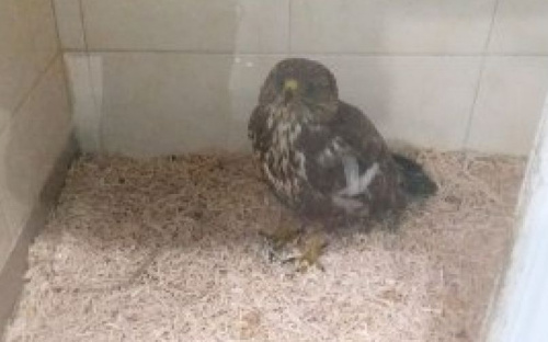 Объявлен сбор средств на операцию для хищной птицы из Мариуполя (ФОТО)