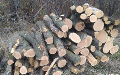 Мариупольцам грозит до пяти лет лишения свободы за вырубку деревьев