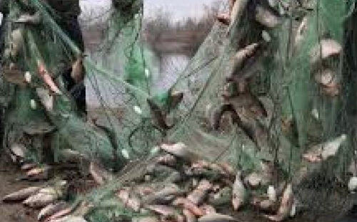 Браконьеры выловили из Азовского моря около 6 тонн рыбы на сумму свыше 1 млн грн