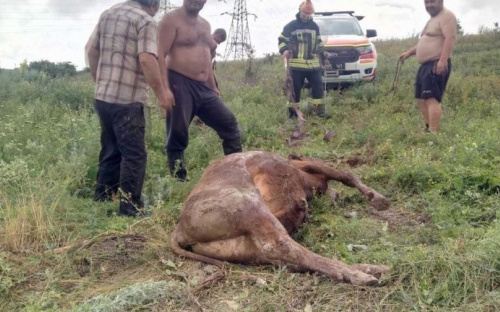 На Донетчине корова упала в колодец