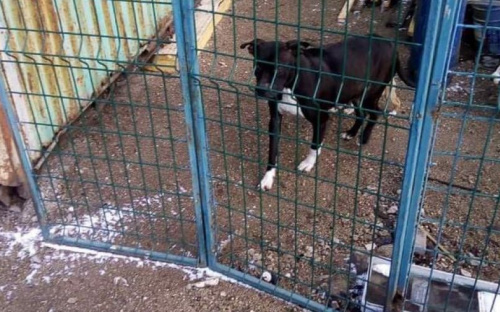 На мариупольском рынке замерзает породистая собака с щенятами. Животным нужна помощь