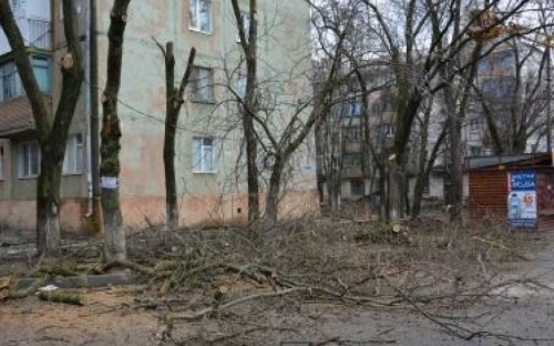 Мариупольцы могут понести наказание за самовольное уничтожение деревьев