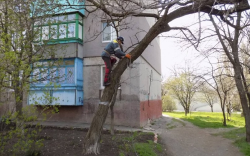 Мариупольцы просят общественников спилить деревья (ФОТО)