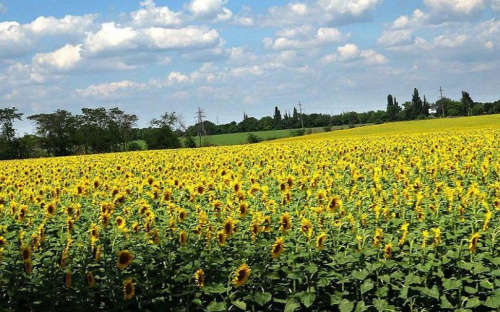 Мариупольское предприятие пренебрегло пожарной безопасностью (ФОТО)