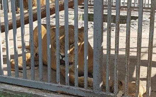 В мариупольском зоопарке родились львята: малышей чудом удалось спасти