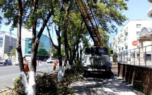 В центре Мариуполя проредили аллею яблонь и берестов (ФОТО)