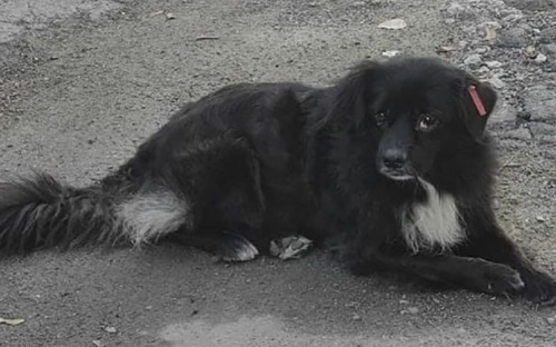 Мариупольчанка не могла попасть к себе домой из-за собаки