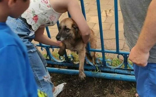 Мариупольцы вытащили собаку из беды