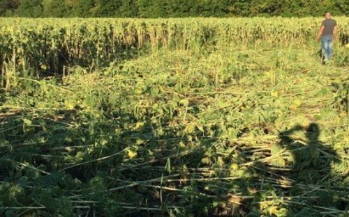 На Луганщине изъяли урожай конопли на полтора миллионов гривен