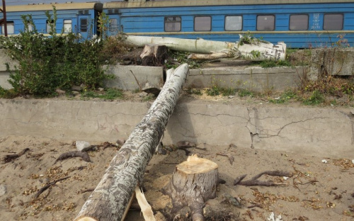 На мариупольском пляже спилены деревья для обеспечения дровами ВСУ (ФОТО)