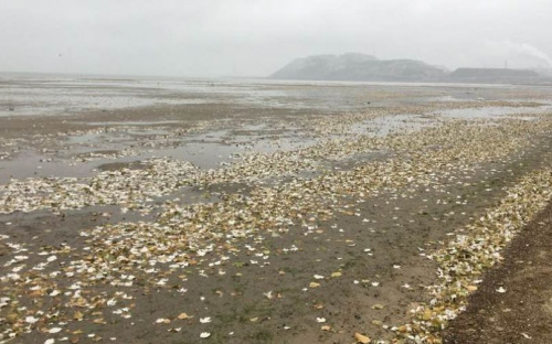 В Мариуполе ветер оголил дно Азовского моря
