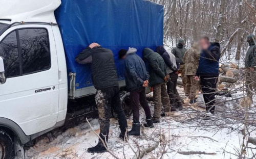 На Донетчине «черные» лесорубы уничтожили насаждения на полтора миллиона гривен