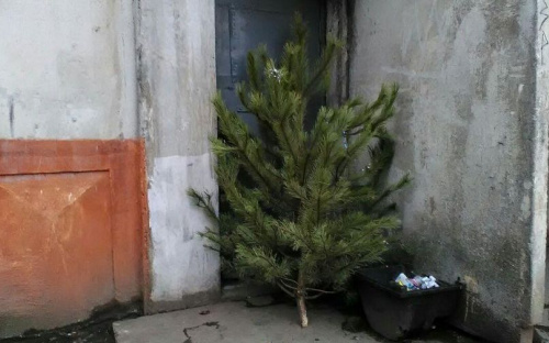 В Мариуполе собрали тонну выброшенных елок (ФОТО)