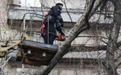 В Мариуполе дерево опасно нависало над прохожими
