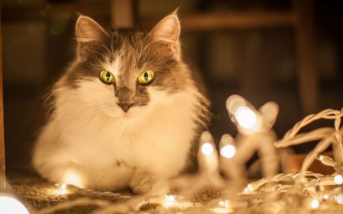 Десятки улиц Мариуполя останутся без света