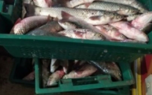 На одном из мариупольских рынков свыше ста килограммов рыбы продавали без документов