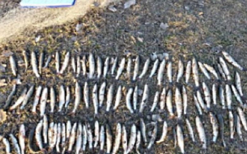 В Мариуполе «пауком» выловили рыбы на 65 тысяч гривен