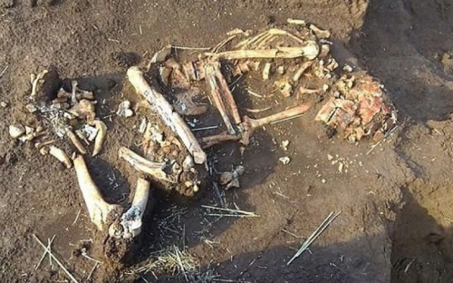Под Мариуполем обнаружен скелет человека (ФОТО)