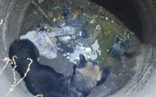 Мариупольские спасатели вызволяли собаку из колодца