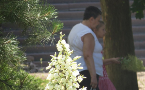 Реконструкция Административной площади Мариуполя ознаменовалась вырубкой девяти деревьев (ФОТОФАКТ)