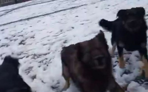 Разъяренные собаки накинулись на женщину с ребенком возле школы в Мариуполе