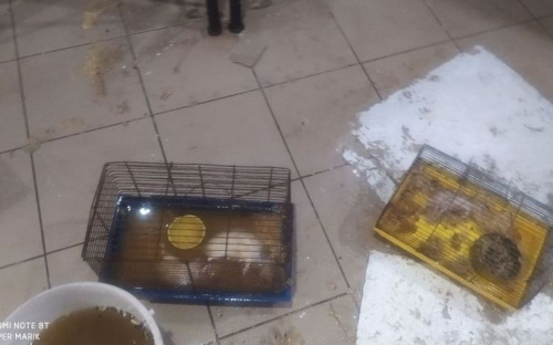 В Мариуполе затопило зоомагазин, погибли животные (18+)