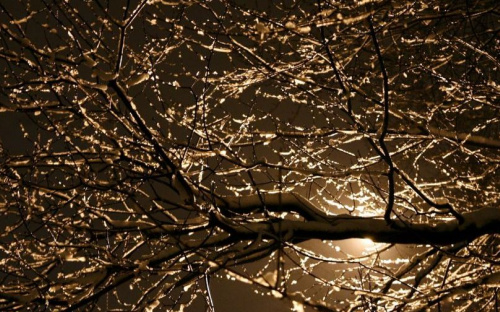 Обледеневшее дерево затруднило движение электротранспорта в Мариуполе