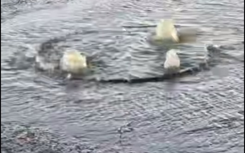 Мешканці Маріуполя скаржаться на тижневий витік води на Новоселівці