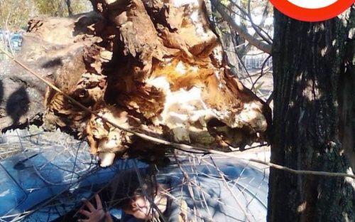 В Мариуполе на авто упало дерево, а на трассе перевернулся автомобиль