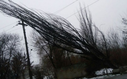 Большой тополь рухнул на электропровода над проезжей частью в Мариуполе