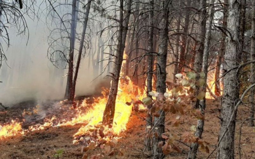 На Донетчине в масштабном пожаре выгорело более 12 гектаров территории