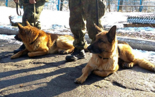 Кинологический центр в Мариуполе принял собак из 8 областей Украины (ФОТО)