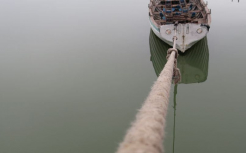  Исчез из лодки раненый баклан Карбоня, живший в море у Мариуполя (ФОТОФАКТ)