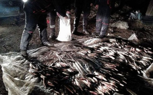 На мариупольском Кальмиусе браконьеры за день «нарыбачили» почти на миллион гривен